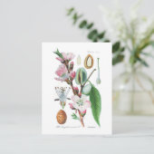 アミグダロス・コミューニス（アーモンド） ポストカード (スタンド正面)