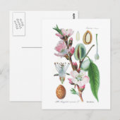 アミグダロス・コミューニス（アーモンド） ポストカード (正面/裏面)