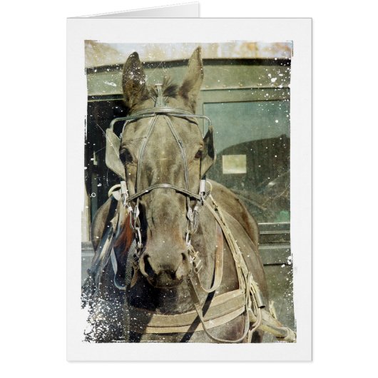 アミグランジッシュ乳母車ホース (正面)