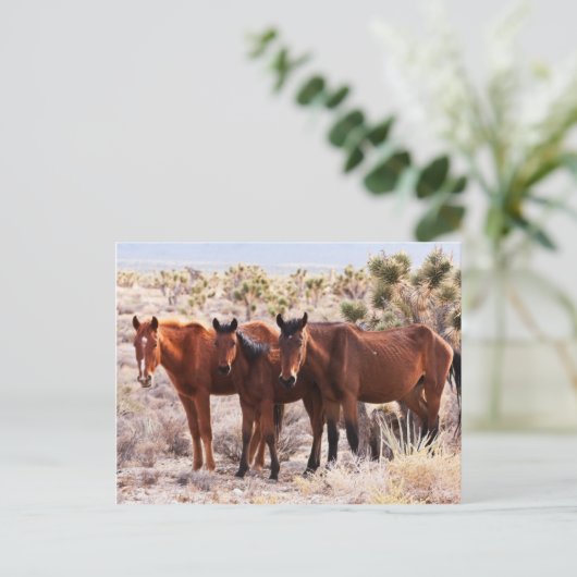 アミゴス3基 ポストカード (スタンド正面)