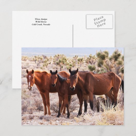 アミゴス3基 ポストカード (正面/裏面)