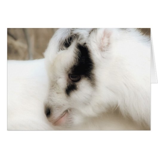 アミゴヤギすべての行事グリーティングカード (正面横)