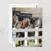 アミッシュな馬の列 ポストカード (正面/裏面)