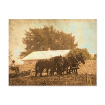 アミッシュチーム