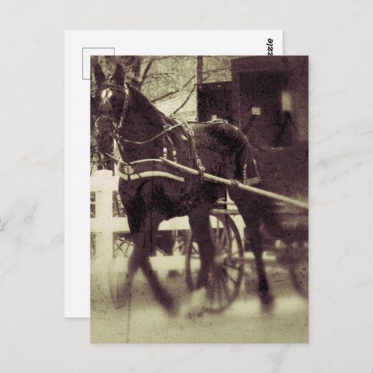 アミッシュホースと乳母車農村アイオワ写真 ポストカード (正面/裏面)