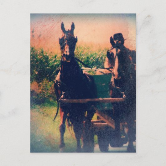アミッシュホースチーム ポストカード (正面)