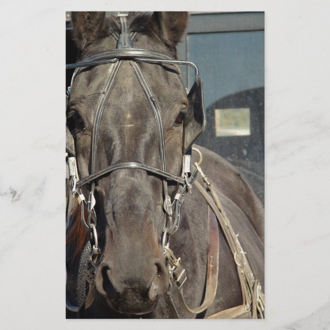 アミッシュ乳母車ホース (正面)