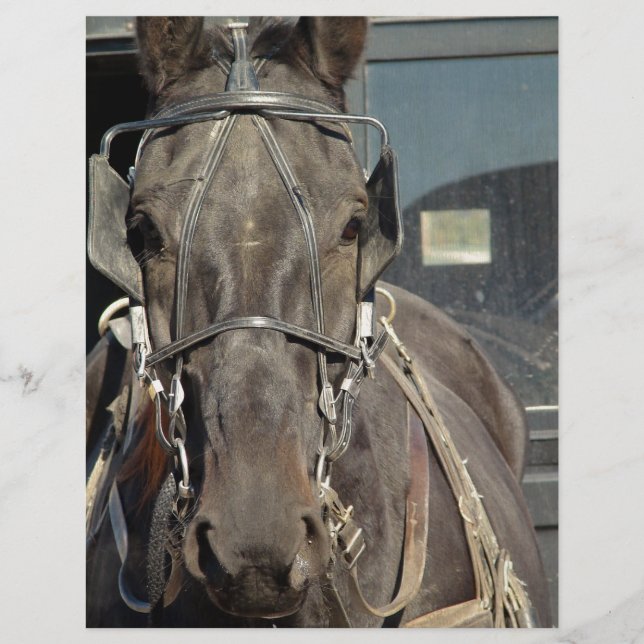 アミッシュ乳母車ホース (正面)