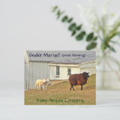 アミッシュ葉書シープファーム。名前の追加 ポストカード (スタンド正面)