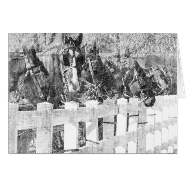 アミッシュ馬のライン白黒 (正面横)