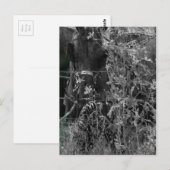 アミッシュ馬の白黒グランジ ポストカード (正面/裏面)