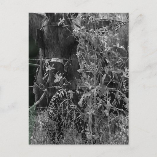 アミッシュ馬の白黒グランジ ポストカード (正面)