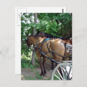 アミッシュ・ウース ポストカード (正面/裏面)