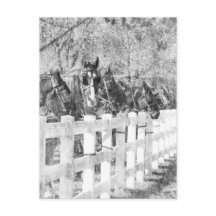 アミッシュ・ウーズ・ブラック・アンド・ホワイト