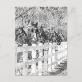 アミッシュ・ウーズ・ブラック・アンド・ホワイト ポストカード