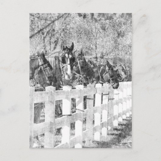 アミッシュ・ウーズ・ブラック・アンド・ホワイト ポストカード (正面)