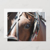 アミッシュ・ホース ポストカード (正面/裏面)