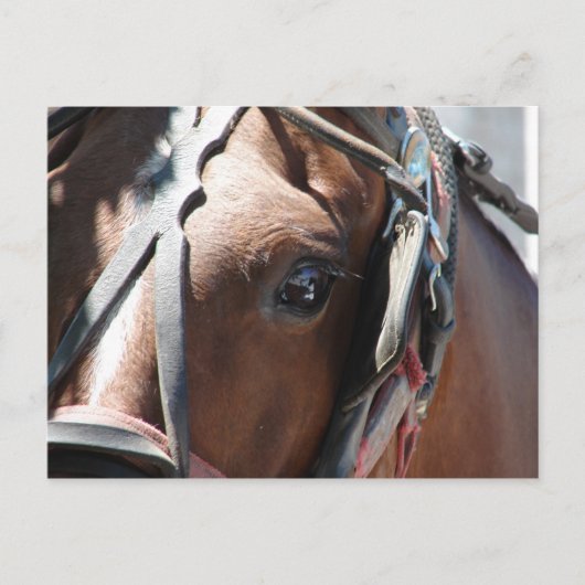 アミッシュ・ホース ポストカード (正面)