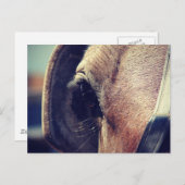 アミッシュ・ホース ポストカード (正面/裏面)