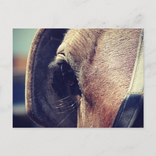 アミッシュ・ホース ポストカード (正面)