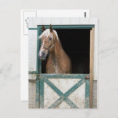 アミッシュ・ホース ポストカード (正面/裏面)