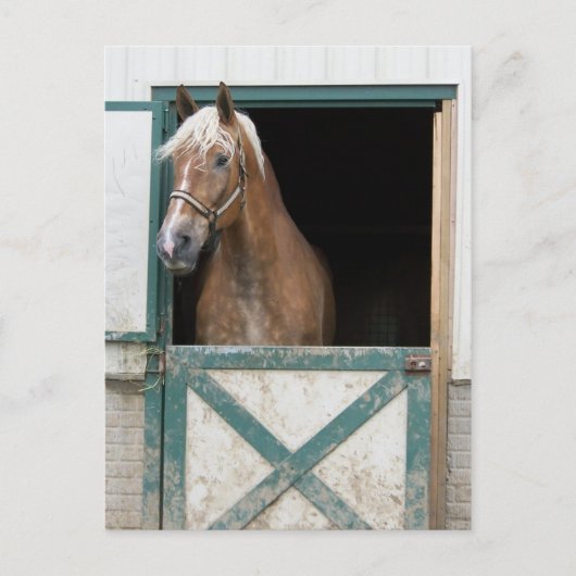 アミッシュ・ホース ポストカード (正面)