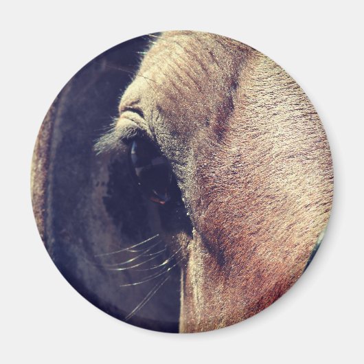 アミッシュ・ホース マグネット (正面)