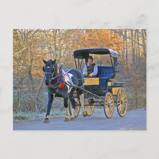 アミッシュ・ボーイ結婚が馬車を走る ポストカード (正面)