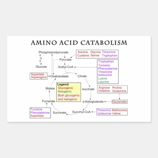 アミノ酸の異化の図表 長方形シール (正面)