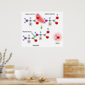 アミノ酸ペプチド結合形成図 ポスター (キッチン)