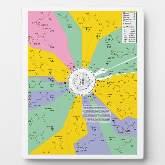 アミノ酸残基を示す遺伝子コード図 フォトプラーク (正面)