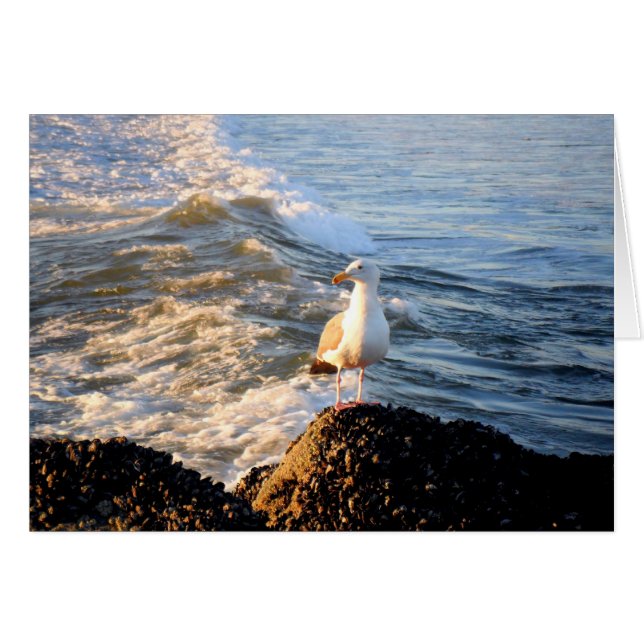 アミメサギ (正面横)