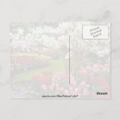 アムスターの南、リッセのケウケンホフ庭園 ポストカード (裏面)