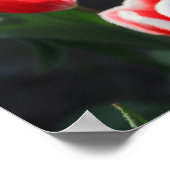 アムステルダムからチューリップ ポスター (角)