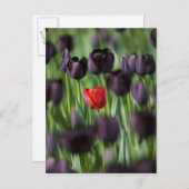 アムステルダムのケウケンホフ庭園のチューリップ ポストカード (正面/裏面)