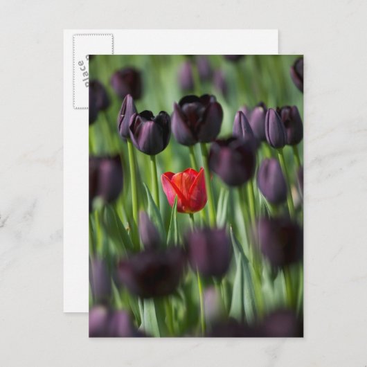 アムステルダムのケウケンホフ庭園のチューリップ ポストカード (正面/裏面)