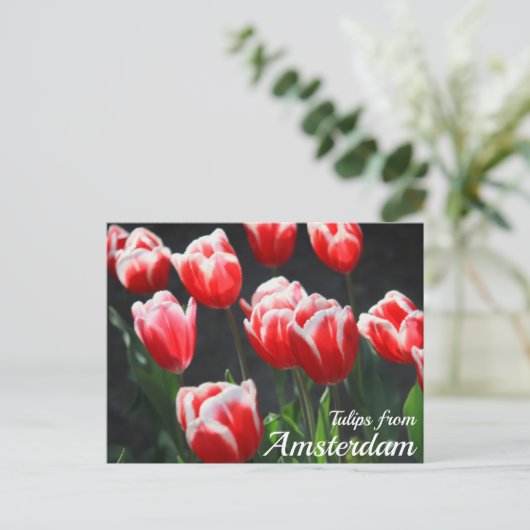 アムステルダムのチューリップス ポストカード (スタンド正面)
