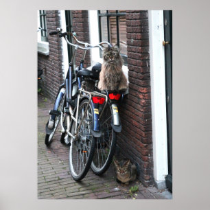 アムステルダムの猫と自転車の写真 ポスター