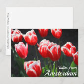 アムステルダムカードからのチューリップ (正面/裏面)