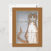 アムステルダム猫はがき ポストカード (正面/裏面)