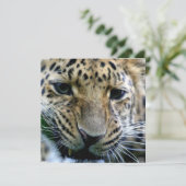 アムールのヒョウの招待状 招待状 (スタンド正面)