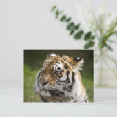 アムールタイガー種情報 ポストカード (スタンド正面)