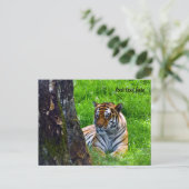 アムールタイガー葉書 ポストカード (スタンド正面)