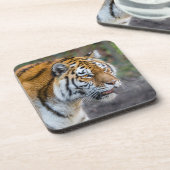 アムールタイガー コースター (左側)