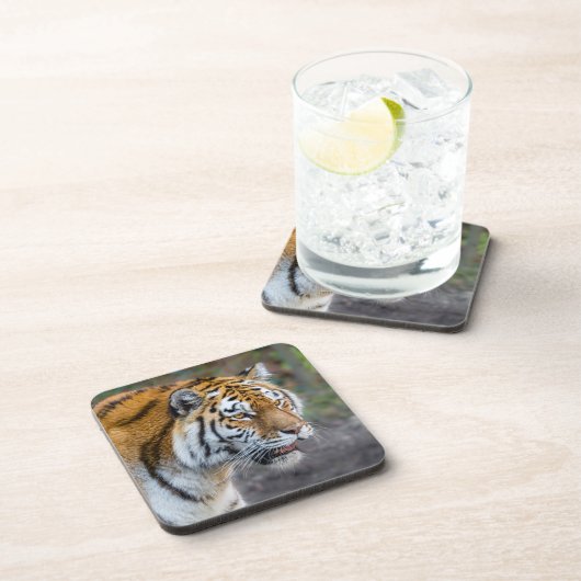 アムールタイガー コースター (右側)