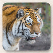 アムールタイガー コースター (正面)