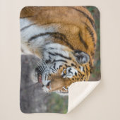 アムールタイガー シェルパブランケット (正面)