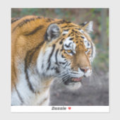 アムールタイガー シール (シート)