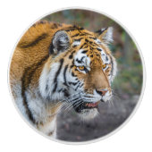 アムールタイガー セラミックノブ (正面)