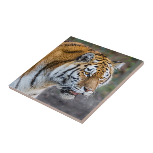 アムールタイガー タイル (側面)